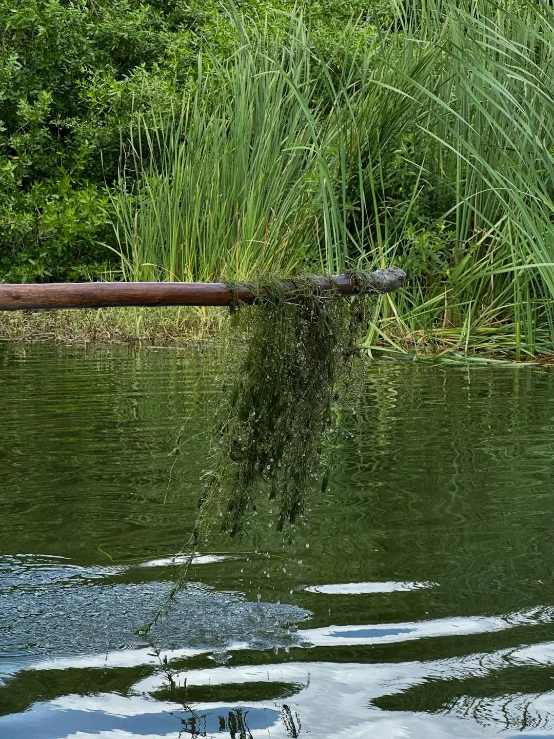 Imagen de portada: Wastewater Bioremediation: Restoring with Life