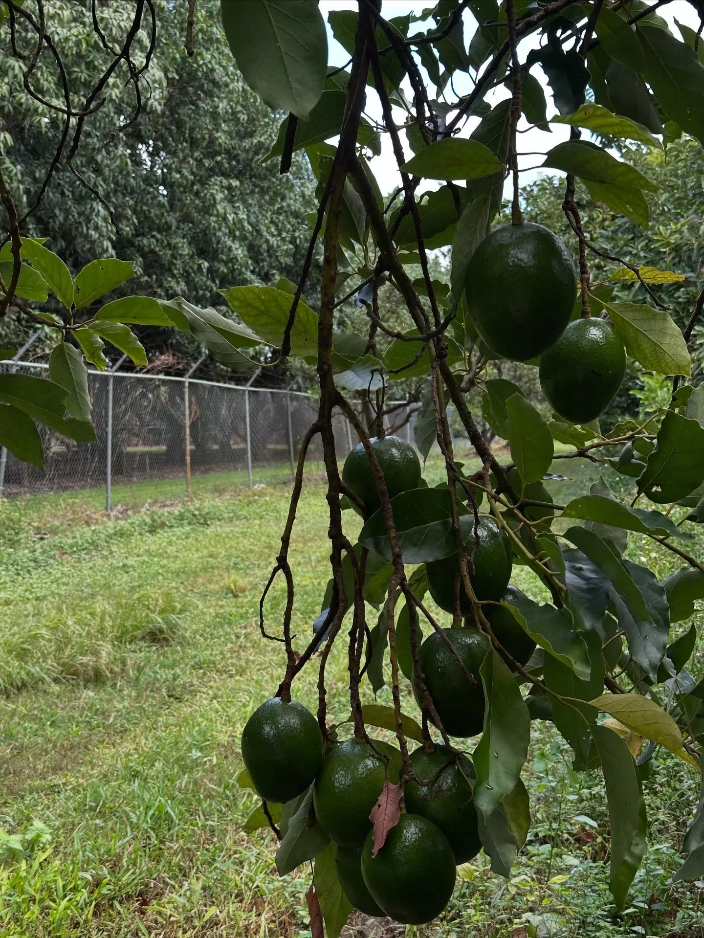 Aplicación de biofertilizante en campo