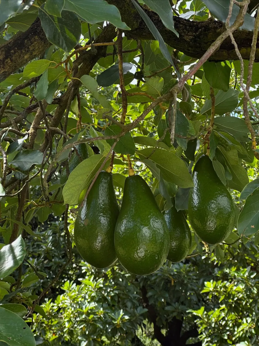 Proyecto de reforestación en campos colombianos