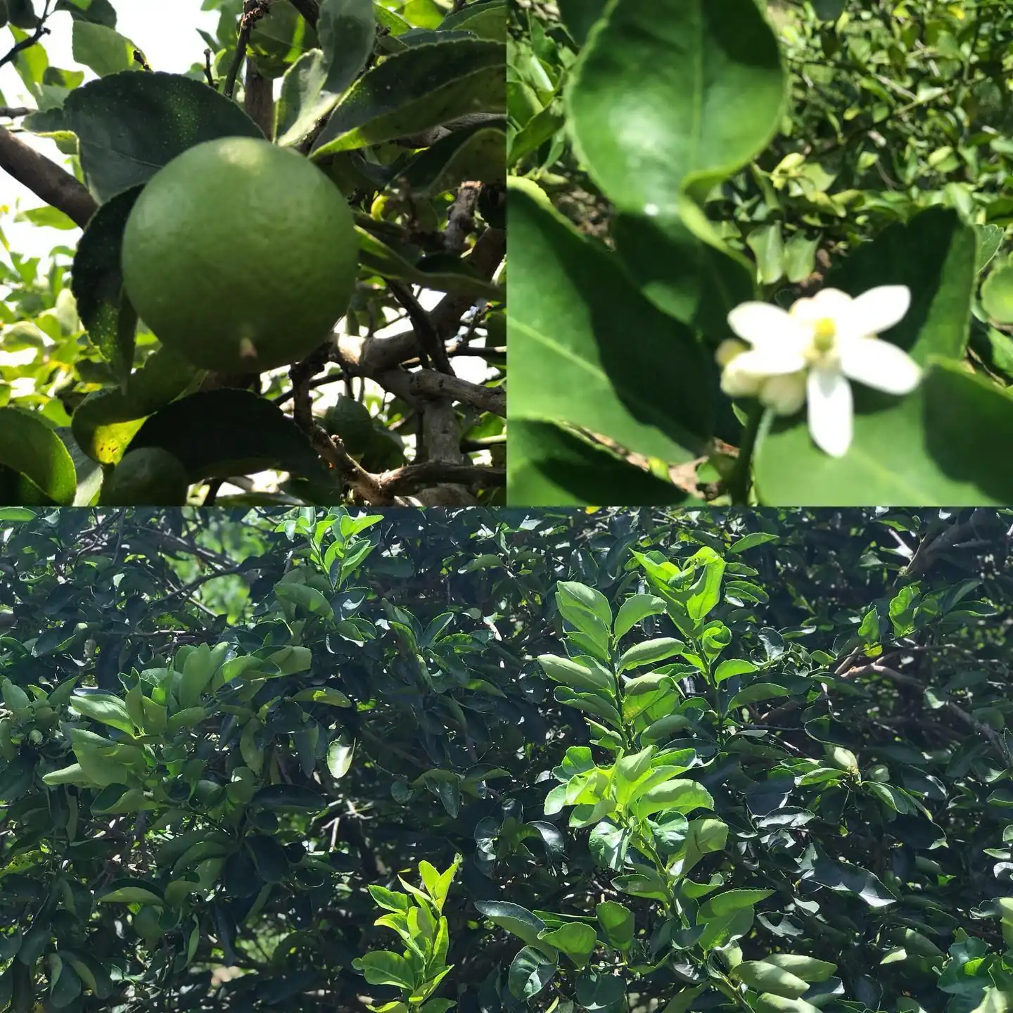 Reforestation project in Colombian fields