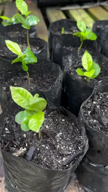 Animación de marca BioSoluciones