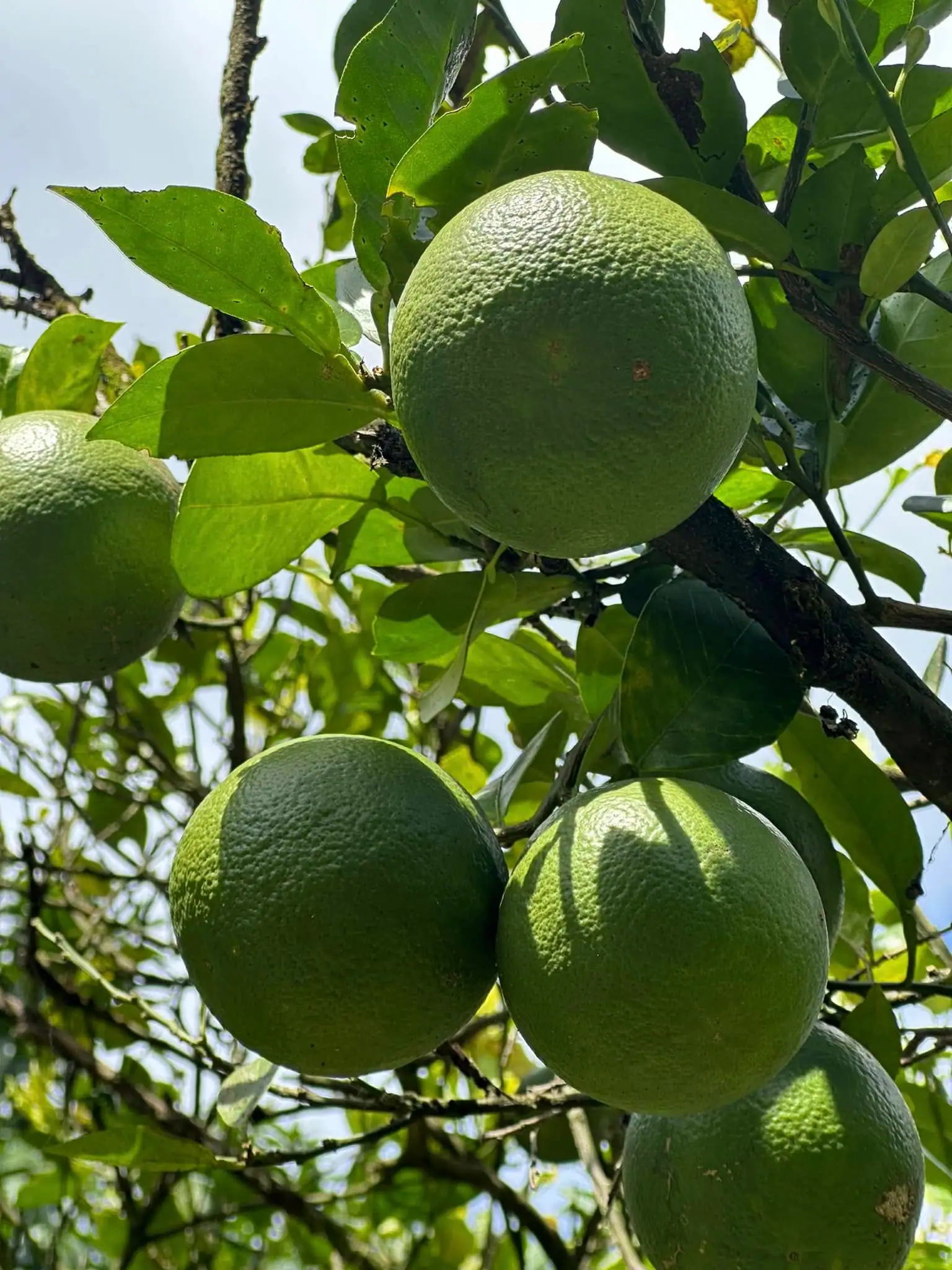 Plantation detail